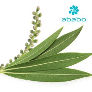 Aceite esencial de árbol de té para masajes